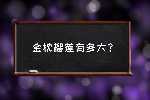 金枕头榴莲几1斤 金枕榴莲有多大？