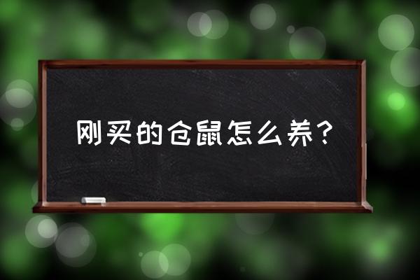 新手饲养仓鼠需要做什么准备 刚买的仓鼠怎么养？