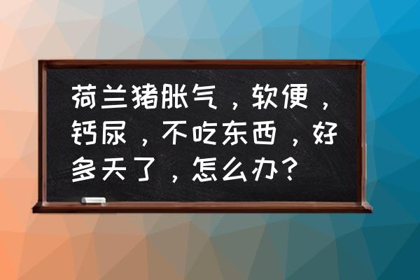 荷兰猪生病不吃不喝怎么办 荷兰猪胀气，软便，钙尿，不吃东西，好多天了，怎么办？