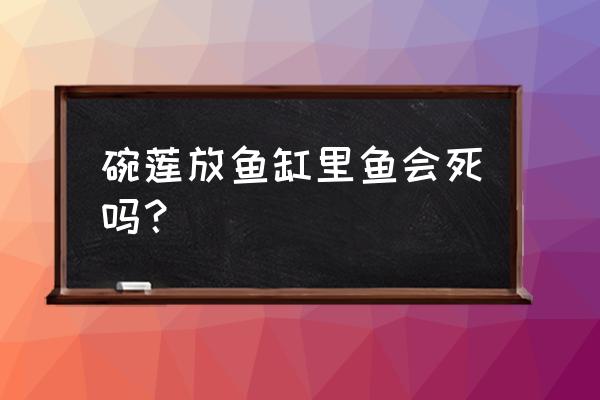 碗莲可以在鱼缸里种植吗 碗莲放鱼缸里鱼会死吗？