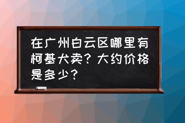 纯白色柯基哪里有 在广州白云区哪里有柯基犬卖？大约价格是多少？