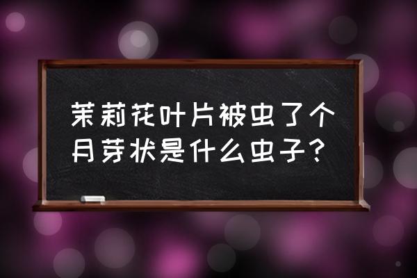 香水茉莉长什么虫 茉莉花叶片被虫了个月芽状是什么虫子？