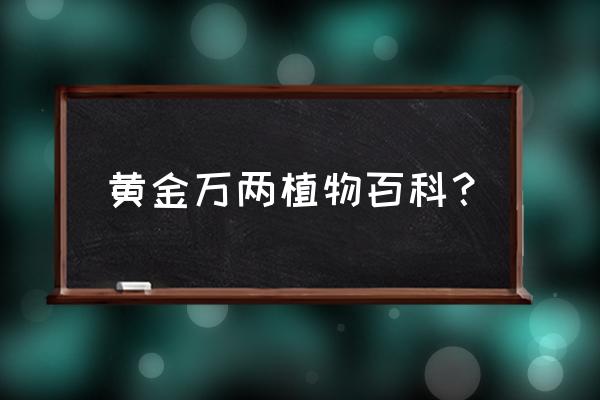 黄金万两花是什么样子的 黄金万两植物百科？