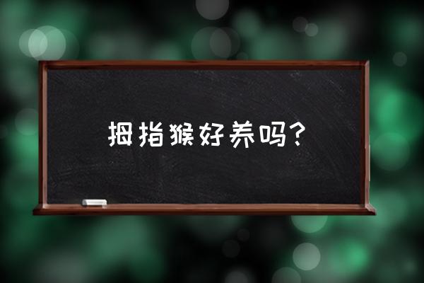 什么宠物猴长不大好养 拇指猴好养吗？