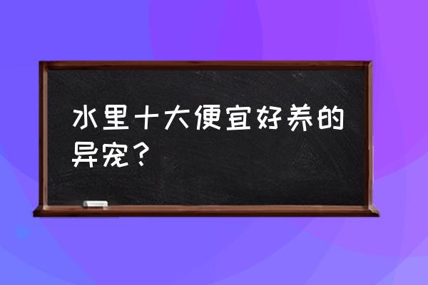 养点什么水里的宠物 水里十大便宜好养的异宠？