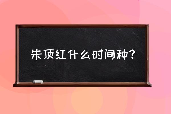 朱顶红种子什么时间播种最好 朱顶红什么时间种？