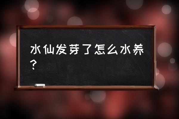 刚买的水仙球怎么养 水仙发芽了怎么水养？