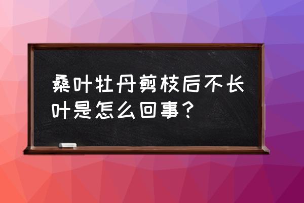 桑叶牡丹的养殖方法和注意事项 桑叶牡丹剪枝后不长叶是怎么回事？