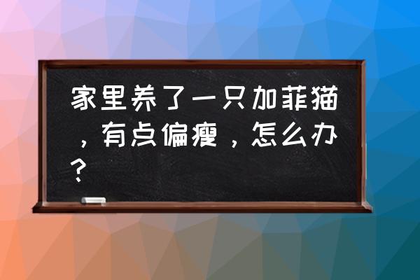 加菲怎么吃饭 家里养了一只加菲猫，有点偏瘦，怎么办？