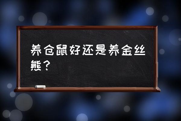 小仓鼠金丝熊怎么养简单又好养 养仓鼠好还是养金丝熊？