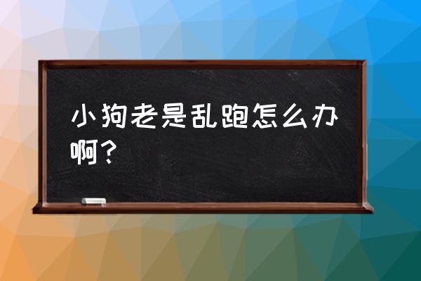 训练狗不乱跑的最佳方法 小狗老是乱跑怎么办啊？