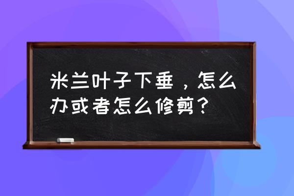 解决米兰掉叶子办法 米兰叶子下垂，怎么办或者怎么修剪？