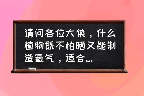 哪种植物最适合放在室内养 请问各位大侠，什么植物既不怕晒又能制造氧气，适合放在卧室里？