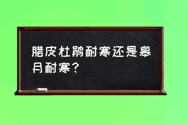 皋月杜鹃哪个品种最好养 腊皮杜鹃耐寒还是皋月耐寒？