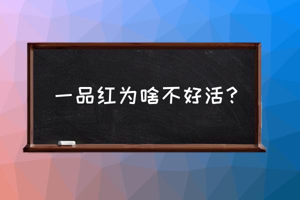 一品红如何长得快 一品红为啥不好活？