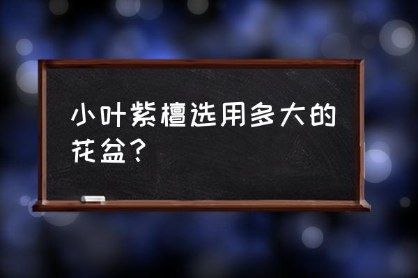 小叶紫檀盆景几棵好 小叶紫檀选用多大的花盆？