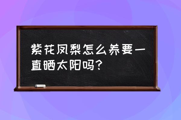 三个月凤梨的养殖方法 紫花凤梨怎么养要一直晒太阳吗？