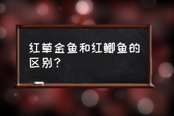 金鱼的外貌和性格区别在哪里 红草金鱼和红鲫鱼的区别？