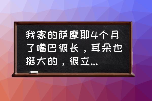 萨摩耶快速变白小妙招 我家的萨摩耶4个月了嘴巴很长，耳朵也挺大的，很立起，别人说莪的狗狗不是萨摩耶是这样的吗？