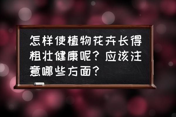 怎样让花长得更旺盛 怎样使植物花卉长得粗壮健康呢？应该注意哪些方面？