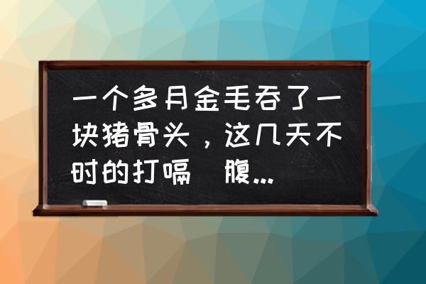 金毛一直打嗝是怎么了 一个多月金毛吞了一块猪骨头，这几天不时的打嗝(腹部一抽一抽的)怎么办，狗狗能消化么？