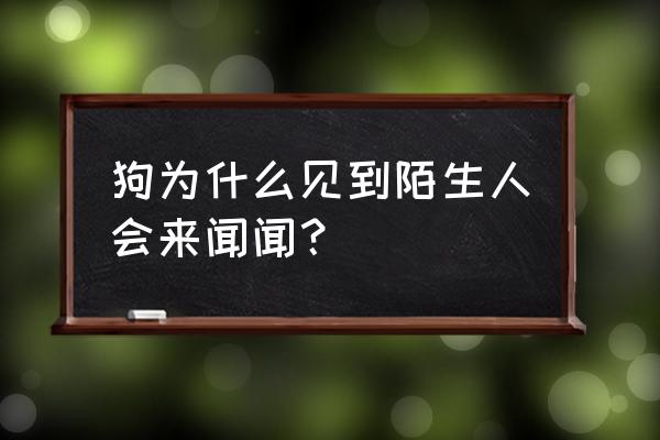 狗狗老是喜欢闻别人怎么制止 狗为什么见到陌生人会来闻闻？