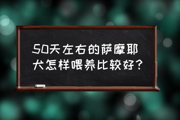 萨摩耶成年的正确喂养方法 50天左右的萨摩耶犬怎样喂养比较好？