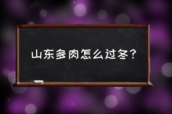 多肉植物怎么才能在室外过冬 山东多肉怎么过冬？