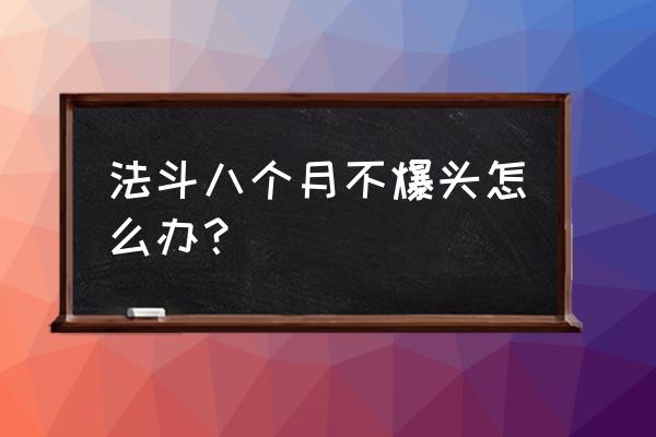 法斗怎么爆头教学 法斗八个月不爆头怎么办？