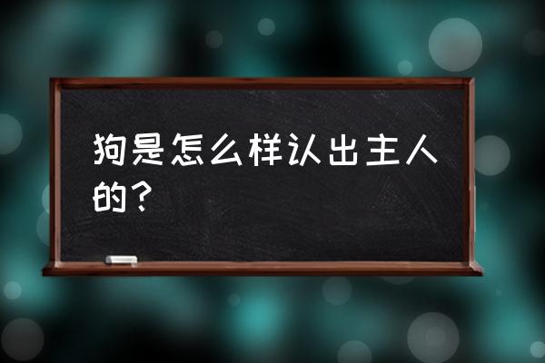 训练狗狗进出笼子礼貌 狗是怎么样认出主人的？