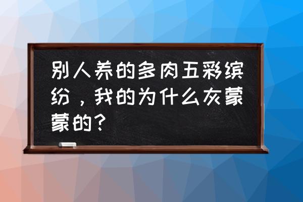 有些多肉控养后反而不好看 别人养的多肉五彩缤纷，我的为什么灰蒙蒙的？