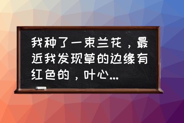 春剑的正确养殖方法 我种了一束兰花，最近我发现草的边缘有红色的，叶心部位也有，品种是春剑？