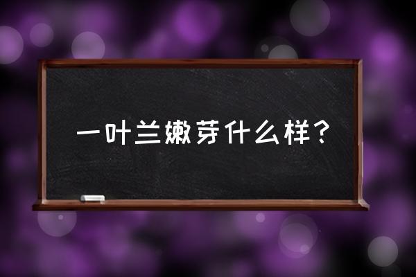 一叶兰怎么养才能长新芽 一叶兰嫩芽什么样？