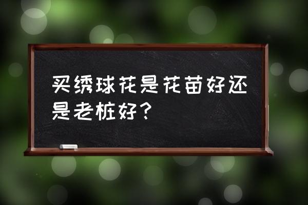 绣球用什么肥料好 买绣球花是花苗好还是老桩好？