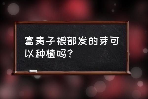 富贵子长得太高了怎么修剪 富贵子根部发的芽可以种植吗？