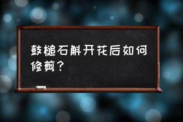 没吃完的铁皮石斛开花了怎么办 鼓槌石斛开花后如何修剪？