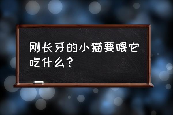 刚捡回来的刚出生的小奶猫怎么养 刚长牙的小猫要喂它吃什么？