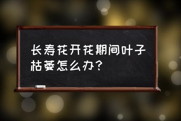 长寿花的花苞枯萎了怎么处理 长寿花开花期间叶子枯萎怎么办？