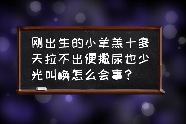 小婴儿10多天不排便怎么回事 刚出生的小羊羔十多天拉不出便撒尿也少光叫唤怎么会事？