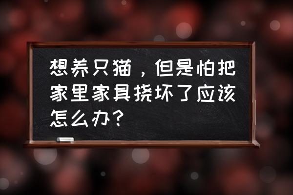 捉猫只需一招 想养只猫，但是怕把家里家具挠坏了应该怎么办？