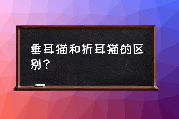 为什么建议大家不要养折耳猫呢 垂耳猫和折耳猫的区别？