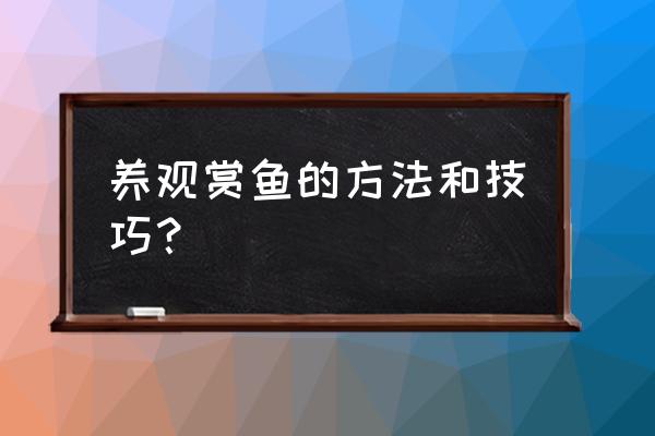 金鱼怎么养才正确 养观赏鱼的方法和技巧？