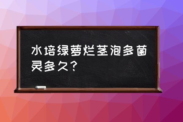 绿萝剪枝水培 水培绿萝烂茎泡多菌灵多久？