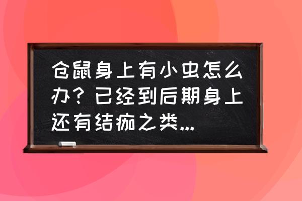 仓鼠眼睛结痂怎么清理 仓鼠身上有小虫怎么办？已经到后期身上还有结痂之类的，如何才能救活？会不会变异到家里？