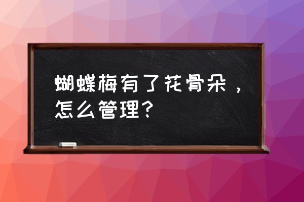 蝴蝶兰骨朵发黄枯萎掉落怎么回事 蝴蝶梅有了花骨朵，怎么管理？