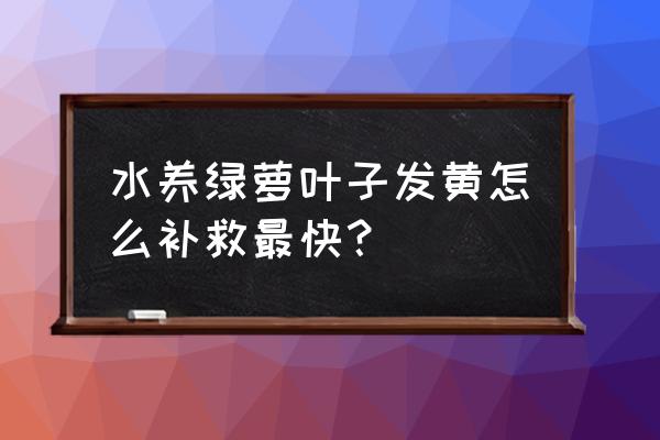 水养绿萝怎么养才能更旺小妙招 水养绿萝叶子发黄怎么补救最快？