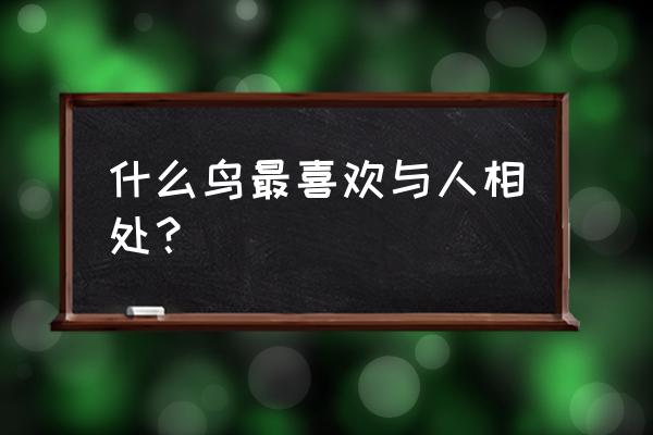 适合当宠物的大型鸟类有哪些 什么鸟最喜欢与人相处？