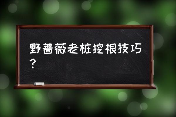 老桩生根最快方法 野蔷薇老桩挖根技巧？