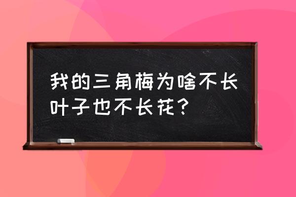 三角梅不长叶子也不开花怎么回事 我的三角梅为啥不长叶子也不长花？