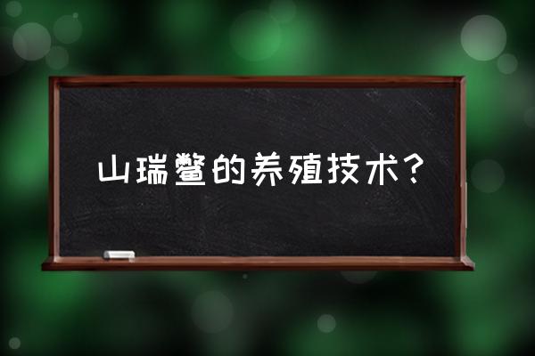 甲鱼养殖什么环境最好 山瑞鳖的养殖技术？